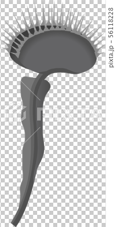 ハエトリソウ ハエトリソウ 56118228