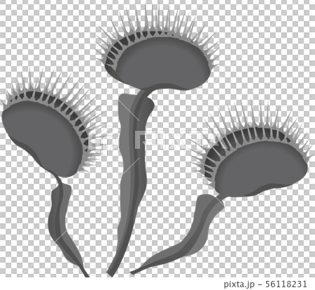 ハエトリソウ 56118231