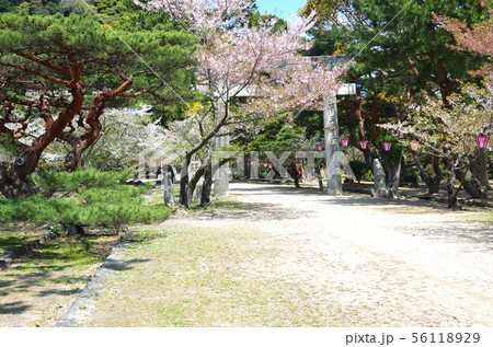 史跡萩城址の散る桜と鳥居 56118929