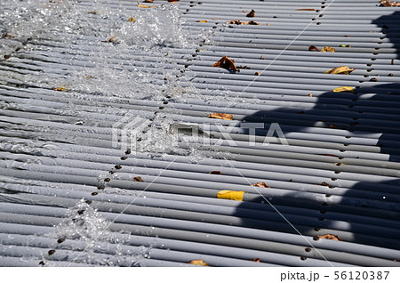 ヤナに上がった鮎 56120387