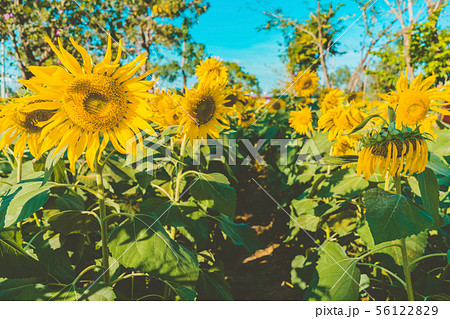 Prettiest sunflowers field in the afternoon Prettiest sunflowers field in the afternoon 56122829