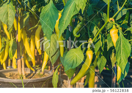 Fresh chilli peppers plant in organic garden Fresh chilli peppers plant in organic garden 56122838