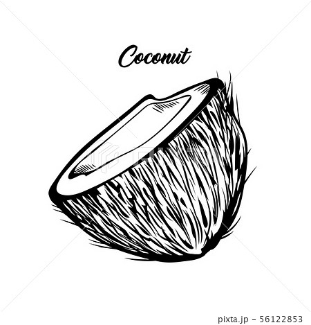 Open Coconut Hand Drawn Vector Illustration Stock Illustration