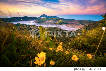 Yellow flower with Bromo mountain background in Yellow flower with Bromo mountain background in 56123112