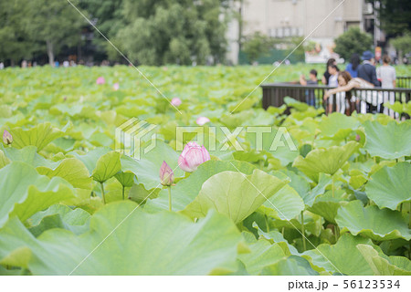 蓮の花 ロータスの花 ハスの花 観光地 ピンク グリーン 仏教 蜂巣の写真素材