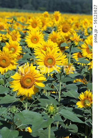 ひまわり（北海道北竜町・ひまわりの里） 56123627