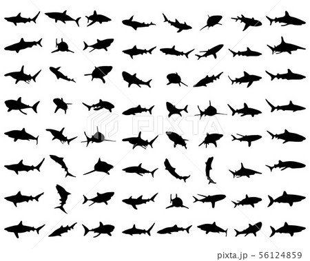 Black shark silhouettes on the white background Black shark silhouettes on the white background 56124859