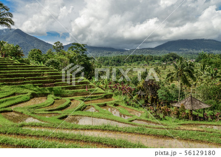 Green rice fields on Bali island 56129180