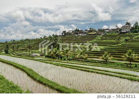 Green rice fields on Bali island Green rice fields on Bali island 56129211