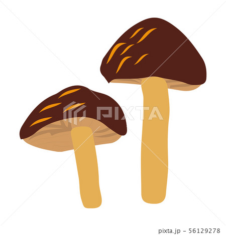 King trumpet or king oyster mushrooms King trumpet or king oyster mushrooms 56129278