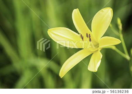 (静岡県)南伊豆町奥石廊崎のユウスゲ (静岡県)南伊豆町奥石廊崎のユウスゲ 56136236