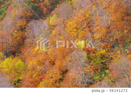 秋田県仙北市玉川温泉周辺の紅葉 56141272