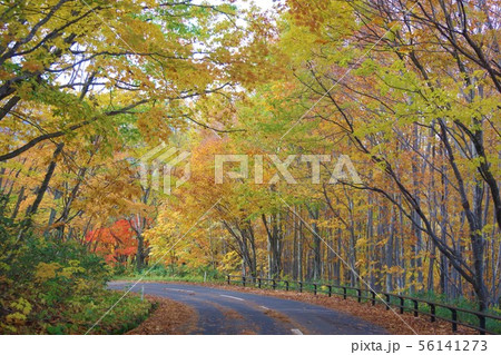 岩手県　八幡平アスピーテラインの紅葉 56141273