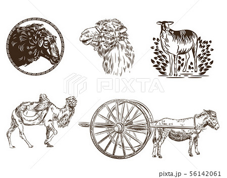 Set Of Images Of Animals Camel Donkey Sheep のイラスト素材