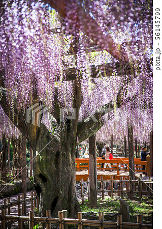 藤を咲かせるは大黒柱 藤を咲かせるは大黒柱 56145799