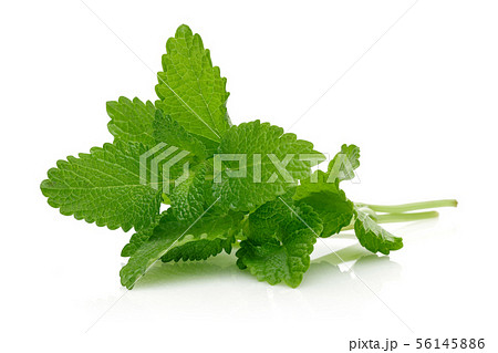 Bunch of lemon balm or melissa plant isolated 56145886