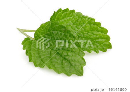 Fresh lemon balm leaves, melissa isolated 56145890