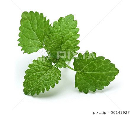 Bunch of lemon balm or melissa plant isolated 56145927