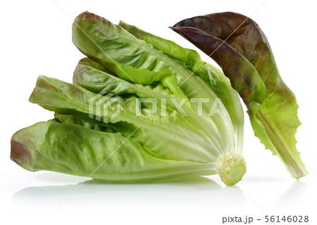 Fresh red lettuce isolated on white Fresh red lettuce isolated on white 56146028