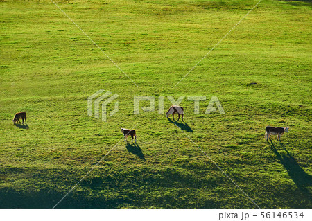 Cows grazing at a pasture in Vermont 56146534