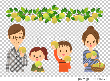 梨狩りをする親子　01　上半身 56146675