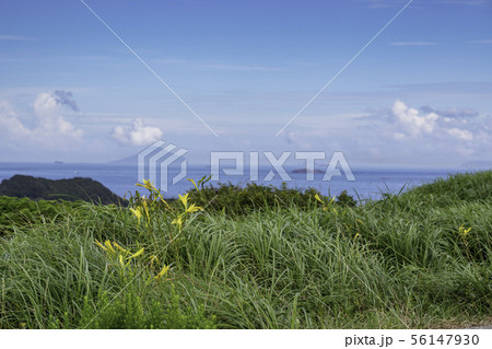 （静岡県）奥石廊崎あいあい岬のユウスゲと伊豆諸島 56147930