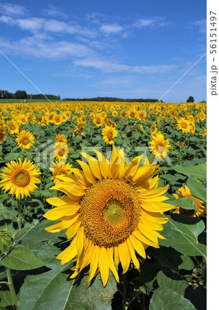 ひまわり（北海道北竜町・ひまわりの里） 56151497