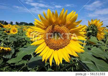 ひまわり（北海道北竜町・ひまわりの里） 56151503