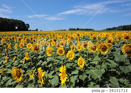 ひまわり（北海道北竜町・ひまわりの里） 56151713