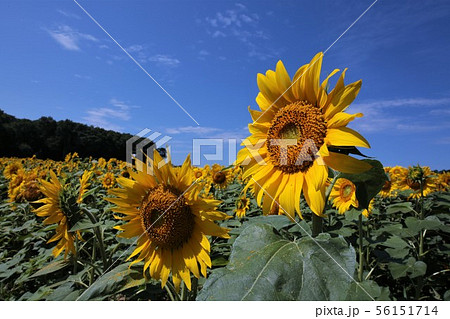 ひまわり（北海道北竜町・ひまわりの里） 56151714