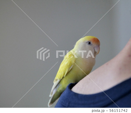 コザクラインコ コザクラインコ 56151742