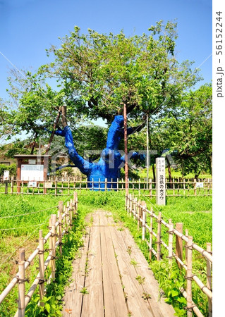 薄根の大クワ 薄根の大クワ 56152244