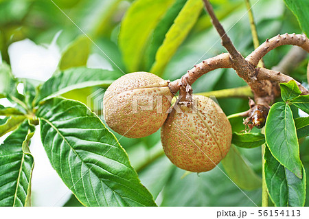 トチノキの実（栃の実） 56154113