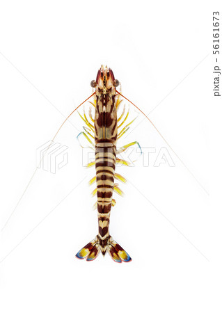 車海老 56161673