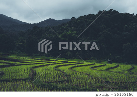 Rice field Young rice in the Asian growing season 56165166