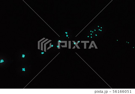 蓄光塗料バルーン 56166051