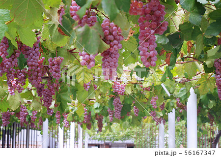 ぶどう園 ぶどう園 56167347