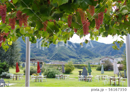 ブドウとテラス席 ブドウとテラス席 56167350