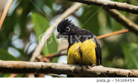 The black-headed trogon is a species of bird in the family Trogonidae The black-headed trogon is a species of bird in the family Trogonidae 56168454