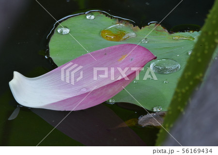 蓮の花 蓮の花 56169434