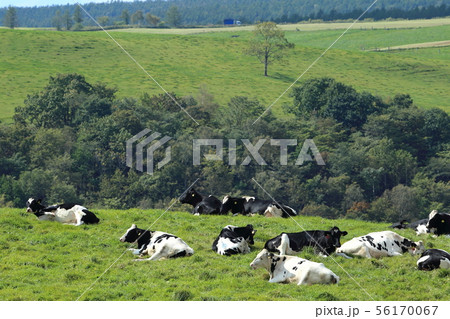 北海道　上士幌　ナイタイ高原牧場　放牧される牛 56170067