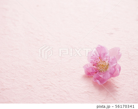 桃の花びらの写真素材