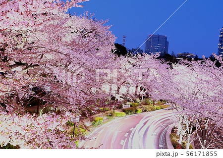 黄昏時の東京ミッドタウン付近の満開の桜の写真素材 [56171855] - PIXTA