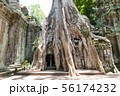 Roots of a spung on Prasat Ta Prohm Temple, siam 56174232