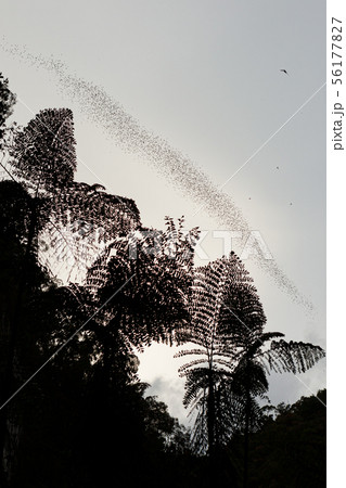 Bats flying in Gunung Mulu national park 56177827
