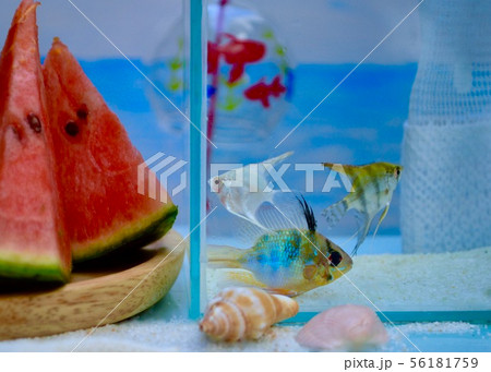 夏を涼しく 夏を涼しく 56181759