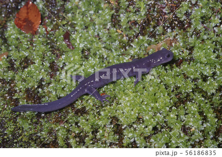 イシヅチサンショウウオ成体　 56186835
