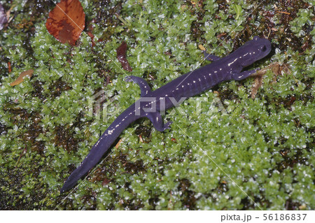 イシヅチサンショウウオ成体　 56186837