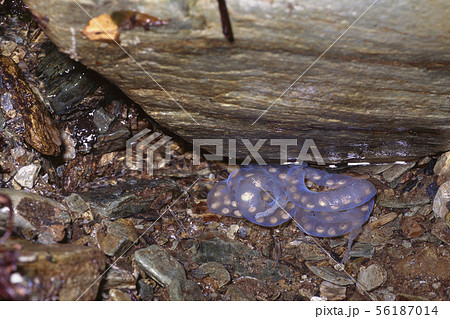 イシヅチサンショウウオの卵 56187014