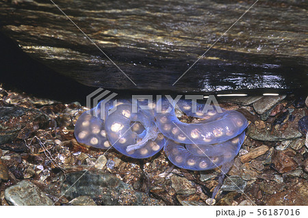 イシヅチサンショウウオの卵 56187016